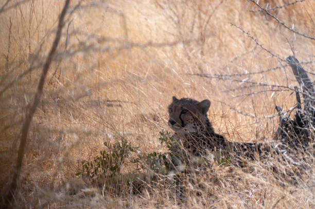 istock Cheeta hiding in the Bushes 2179620045