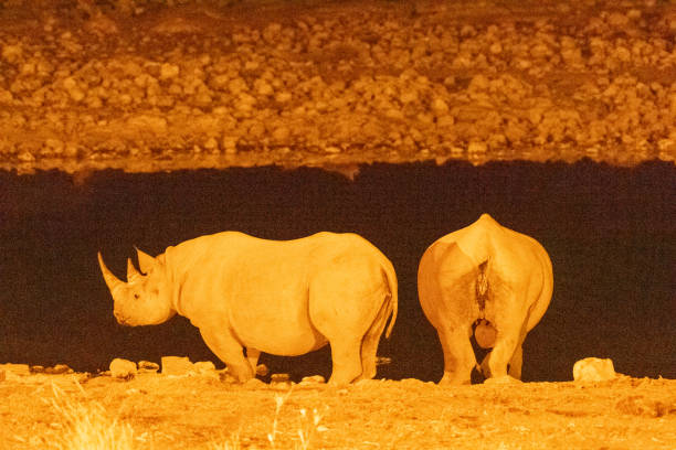 istock Two black Rhinos at night 2179620066