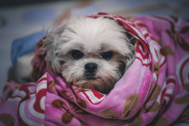 Close up of a dog looking at camera.