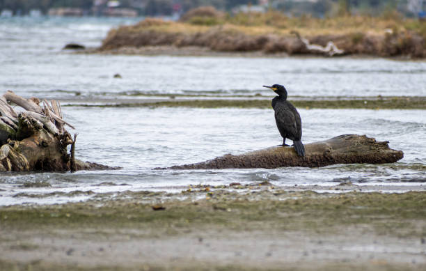 istock A cormorant on the beach resting. 2179621331
