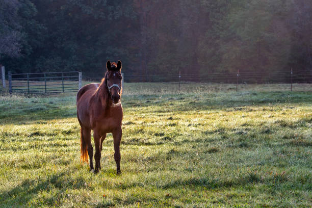 A lone horse stands in a farm pasture in the light of early morning sun.