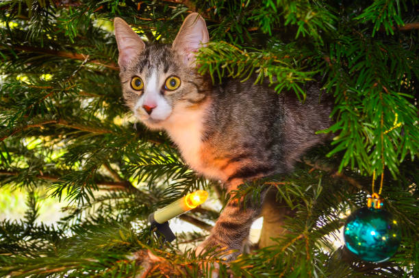 istock Young domestic cat in a Christmas tree. 2179622751