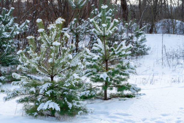 istock Pine seedlings at hristmas tree farm in winter. 2179622813