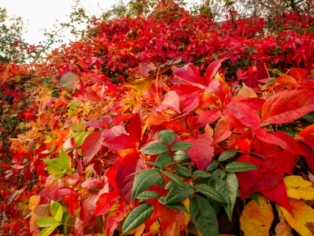 istock Wales in autumn 2179623813