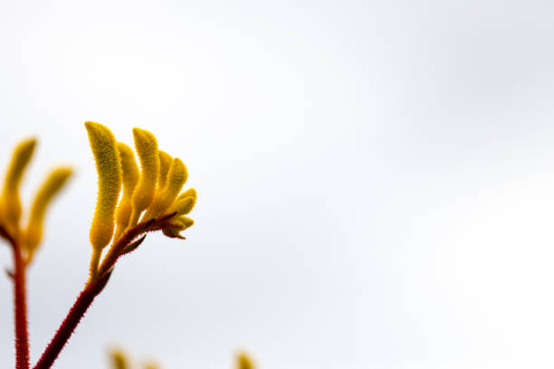 Macro photo of Australian native Kangaroo Paw flower- Anigozanthos 'Landscape Gold'.