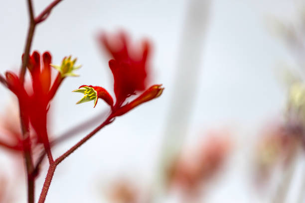 Closeup beautiful Red Kangaroo Paw, background with copy space, full frame horizontal composition