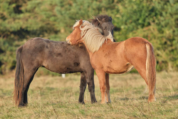 istock Beautiful horses grassing 2179627753