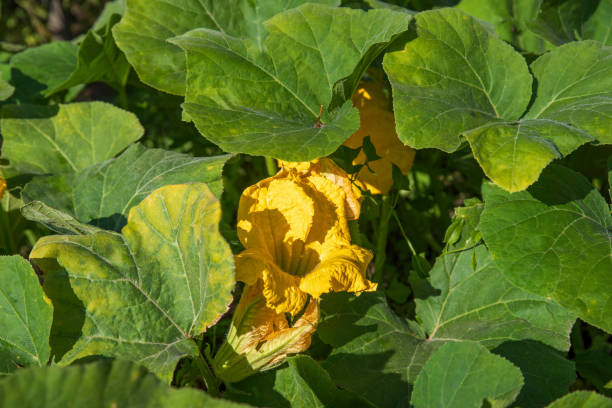 Close-up of a yellow courgette flower on the plant in a garden