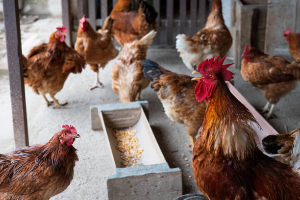 istock Group of chickens and rooster feeding in a barn 2179633222