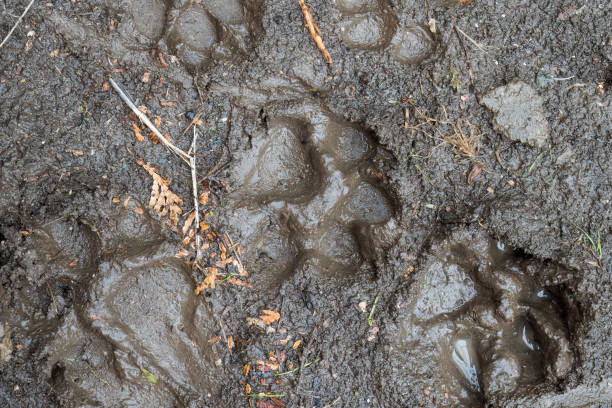 istock Animal paw prints in muddy ground 2179633230