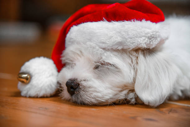 Face of a happy cute christmas new year holiday santa dog puppy
