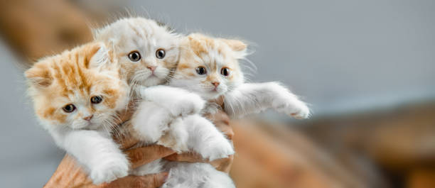 istock Trio of Fluffy Kittens 2179633801