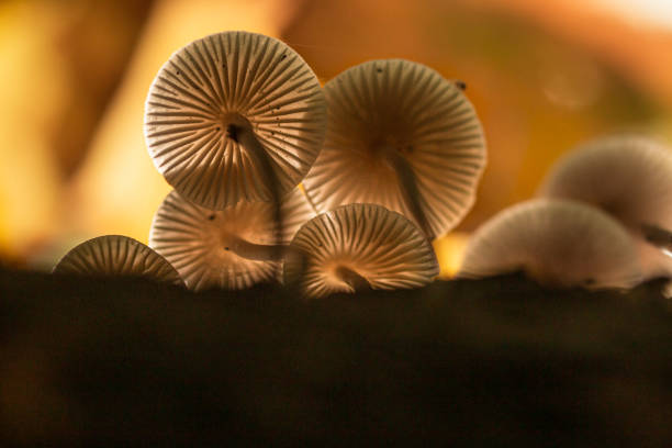 sun rays illuminate mushrooms and create magical autumn colors.\nBottom view and close up of a group of mushrooms where light falls through the slats and produces a warm orange-yellow light. \nFrog perspective with fine shading and structure of the lamellae