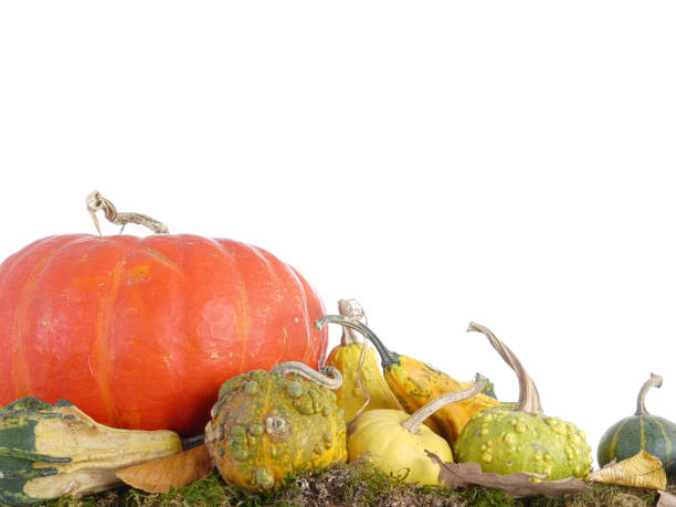 Composition of summer squashes, pumpkins and dead leaves on white background