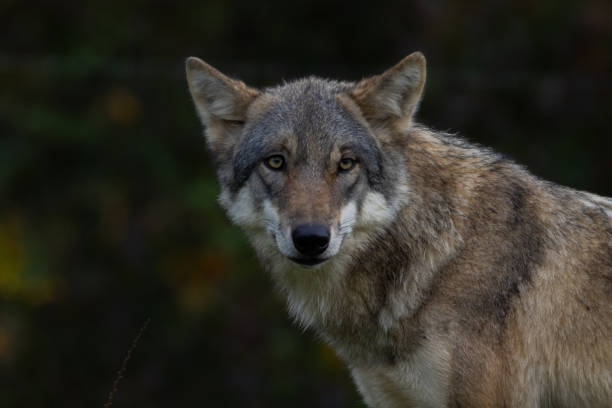 istock European wolf standing on a rock covered with green moss looking to the camera, blurred rocks and tree in the background, low angle, germany. 2179635683