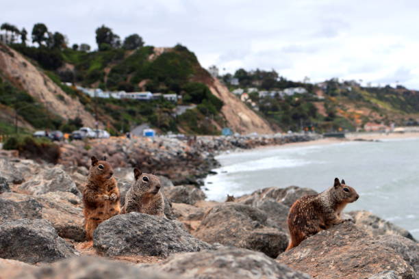 Curiosity This image brings us a lot of possible scenarios. It's so curious how the squirrel curiosity makes as actually be so curious about what's happening, what are they thinking about? what are they focusing the attention at? Are they happy or scared? I give an open meaning to this shoot, I hope you enjoy traveling with them into this mystery. california ground squirrel otospermophilus beecheyi stock pictures, royalty-free photos & images