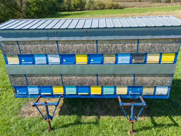 Group of beehives on trailer to allow their portability to a suitable place for bees to collect pollen