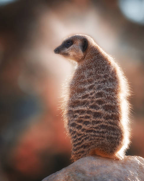 istock African Meerkat at sunset 2179637030