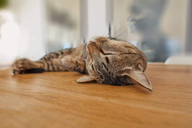 istock My sweet cat enjoying life indoor 2179637044