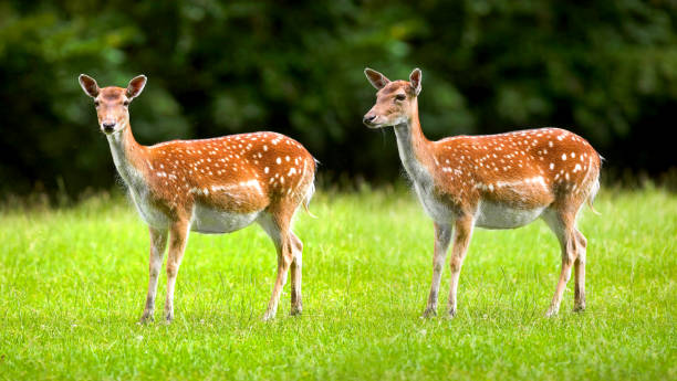 A telephoto of two white tailed deers
