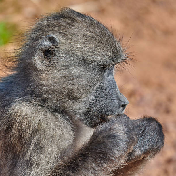 Baboon (Papio ursinus) eating in natural habitat, South Africa