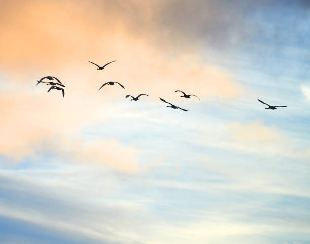 istock A flok of geese 2179637063