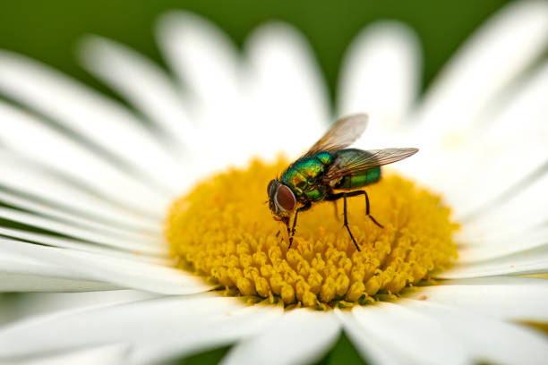 The common green bottle fly is a blowfly found in most areas of the world and is the most well-known of the numerous green bottle fly species. Its body is 10â14 millimetres in length â slightly larger than a house fly â and has brilliant, metallic, blue-green or golden coloration with black markings