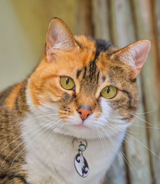 istock My sweet house cat 2179637086