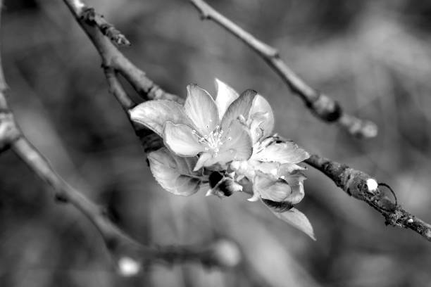 From the centre of apple blossom, long, slender stamens emerge elegantly, crowned with luminous anthers.