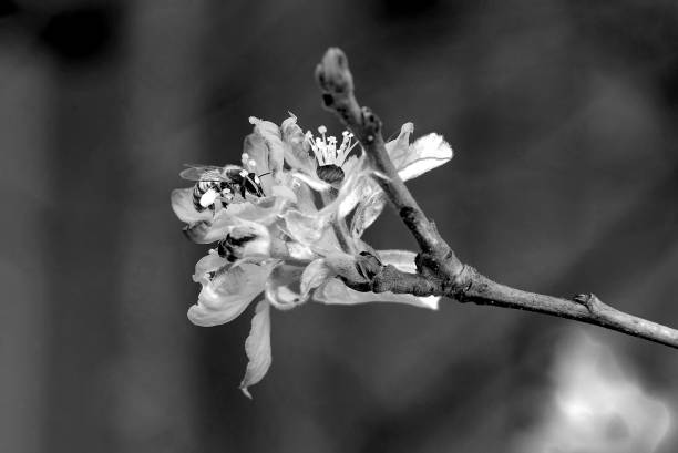 bee,insects,flowers,garden,closeup