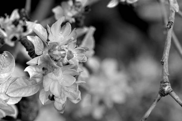 From the centre of apple blossom, long, slender stamens emerge elegantly, crowned with luminous anthers.