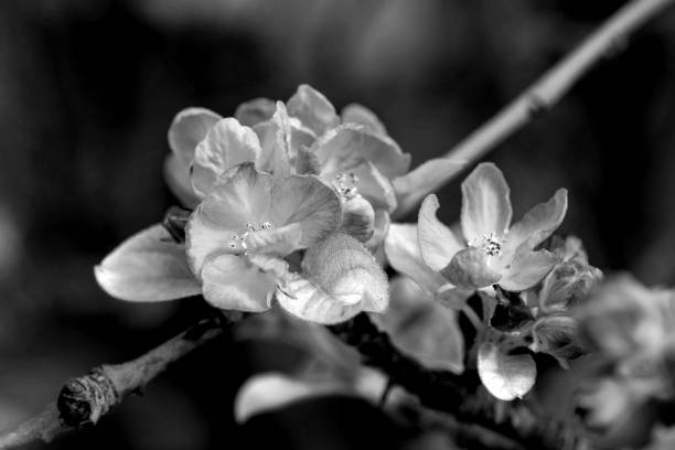istock Apple Blossom Showcasing Stamen on Tree Monochrome Black and White 2179638419