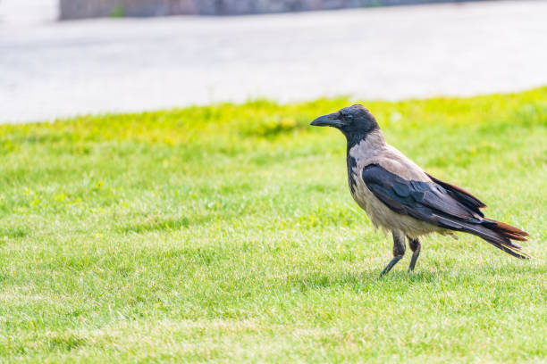 Hooded crow, corvus cornix, also called the hoodie, standing on the lawn in the autumn or spring forest