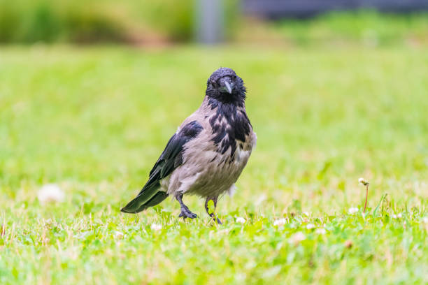 istock Hooded crow, corvus cornix, standing on the lawn in the spring or summer 2179640486