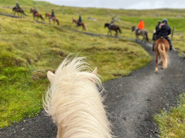 Horseback Riding on an Icelandic Horse