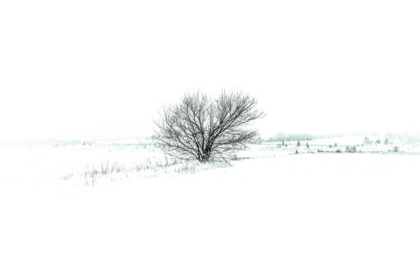istock A lonely bare tree stands against the background of a huge snow-covered landscape, creating a feeling of solitude and tranquility 2179643663