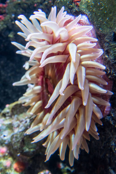 istock Sea Anemones 2179643840