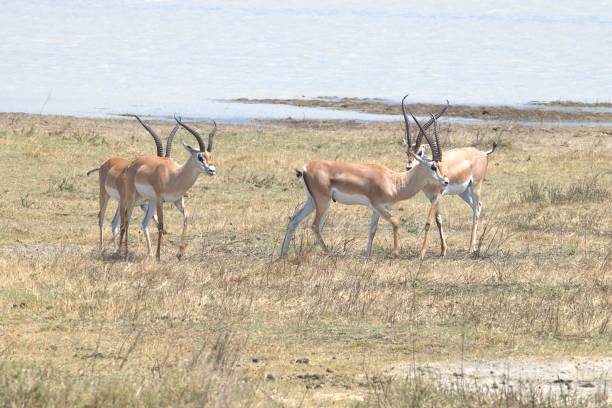 istock Four Grant's Gazelles 2179645674