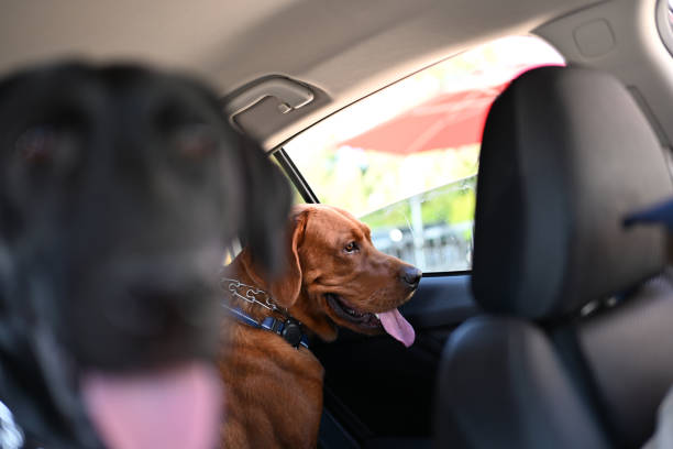 istock Traveling Labrador Retrievers 2179646152