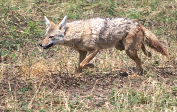 istock Golden Jackal Close-up 2179646286