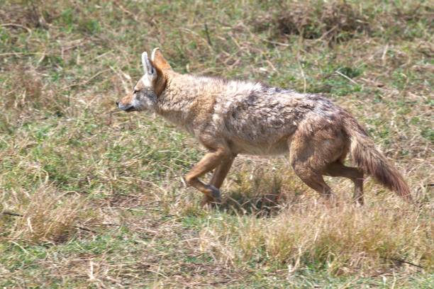 istock Golden Jackal Close-up 2179646300