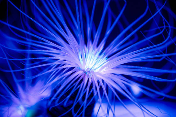 Vibrantly colored Tube-dwelling anemones  are found across various oceanic regions, favoring sandy or muddy settings.