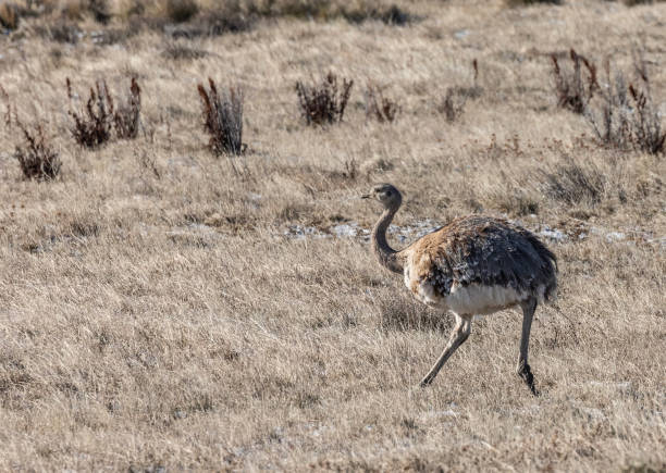 Greater Rhea, Rhea americana, Patagonia, Chile