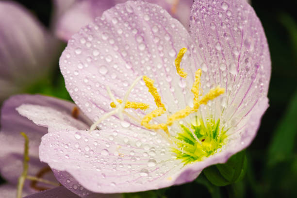 Oenothera speciosa is a species in the evening primrose family known by several common names, including pinkladies, pink evening primrose, showy evening primrose, Mexican primrose, and buttercups.