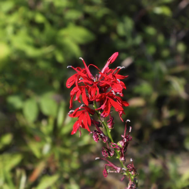 istock Closeup of a Cardinal Flower (lobelia cardinalis) 2179649777
