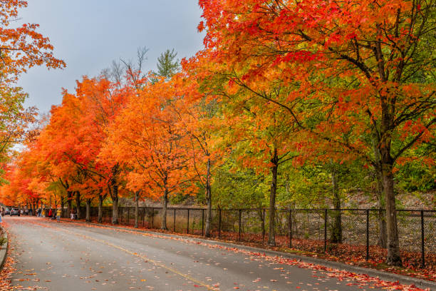 istock Park Autumn Leaves 8 2179649801