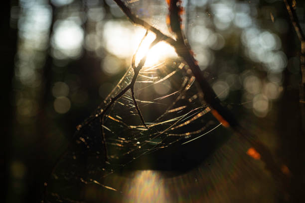 Beautiful sunset light illuminating spider web in lush green rainforest. Fine structure with golden light.