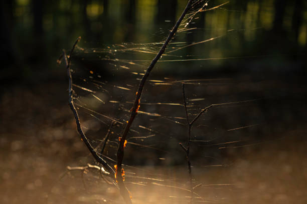 Morning landscape. Warm sunlight. Dew on the grass. Web hanging on grass.
