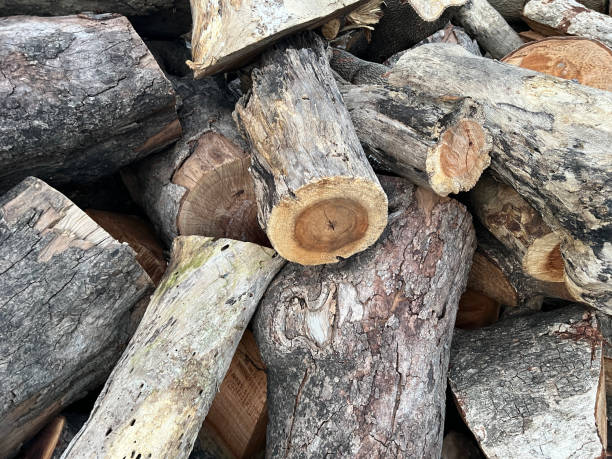 istock wood log and stump 2179662074