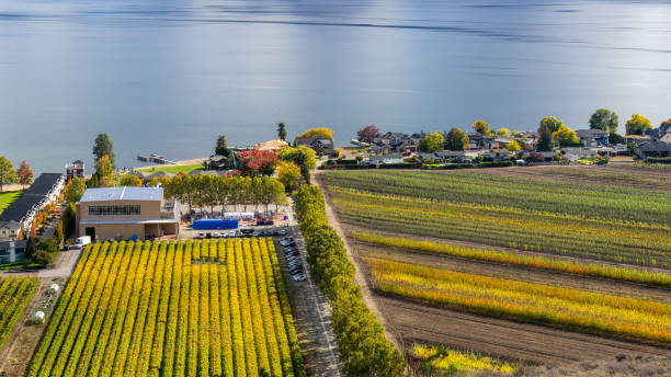 Orchard and Vineyard side by side with small town Vernon Airport and Runway in background.